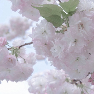 河南FurryQQ群介绍